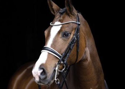 caballos
