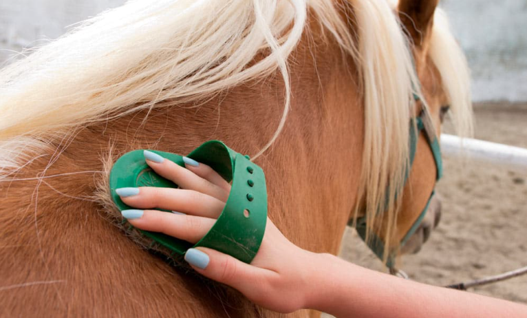 Cuidado caballos